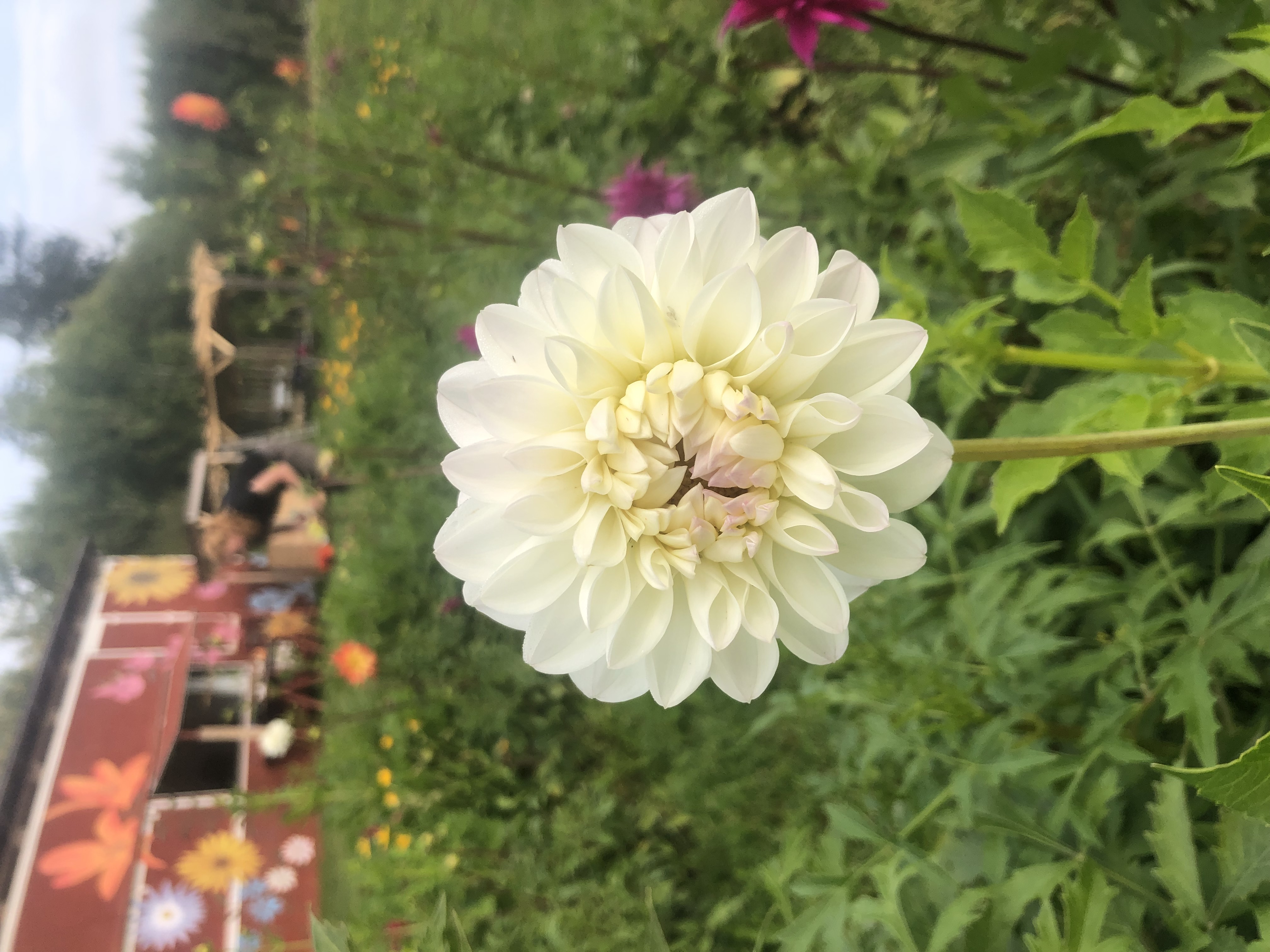 Dahlia