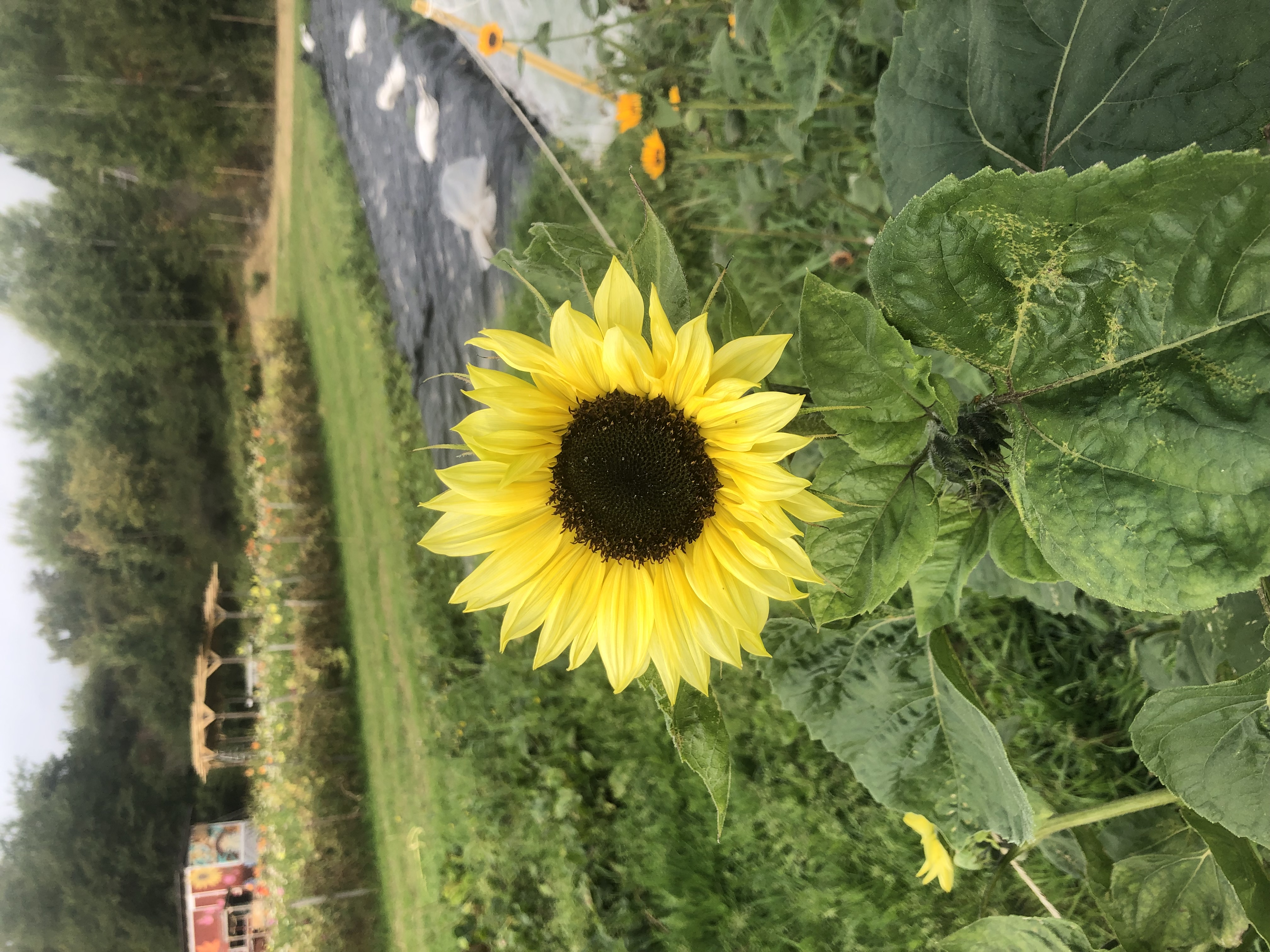 Solros från Åmmebergs Blommor