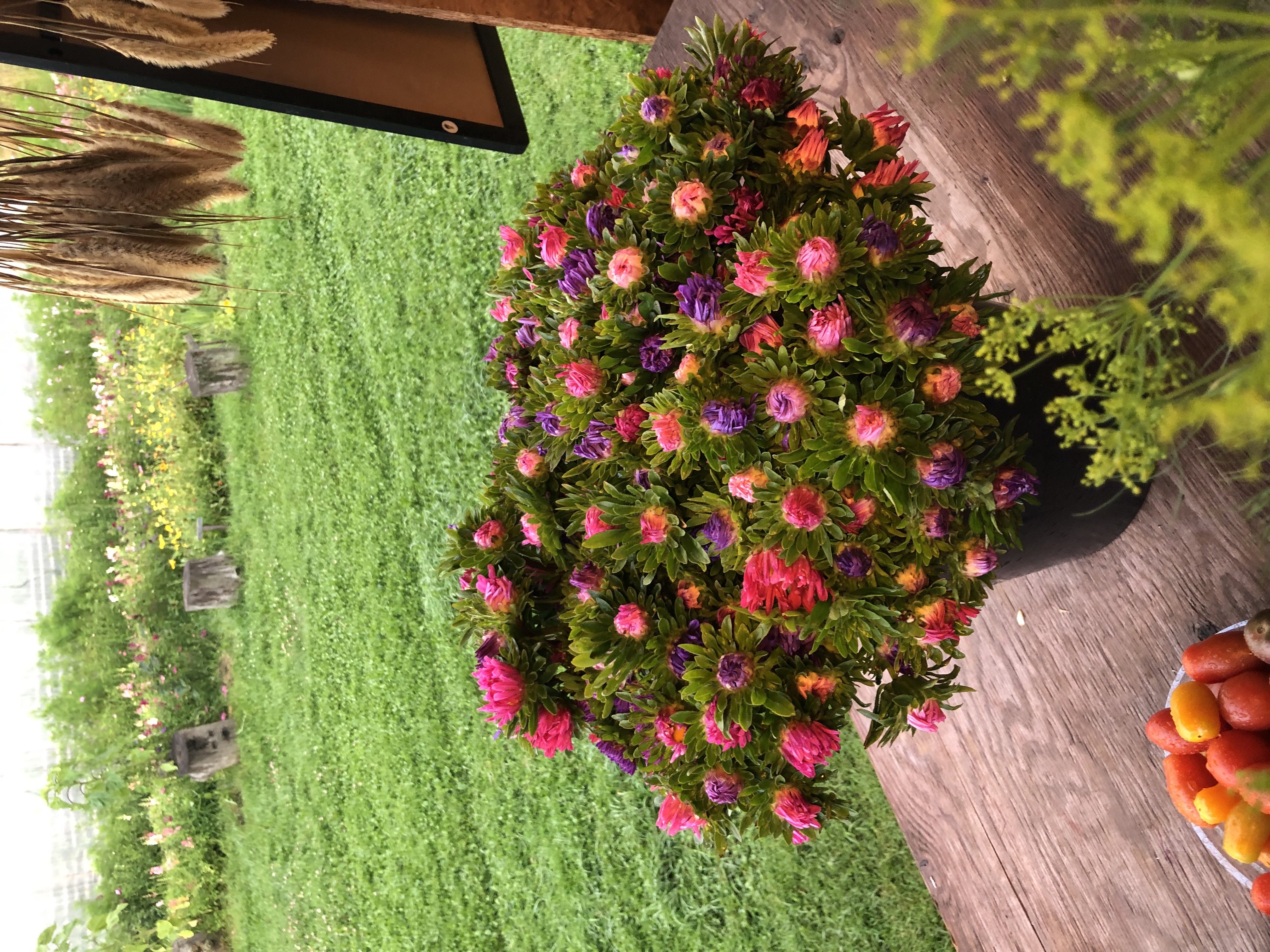 Aster från Åmmebergs Blommor