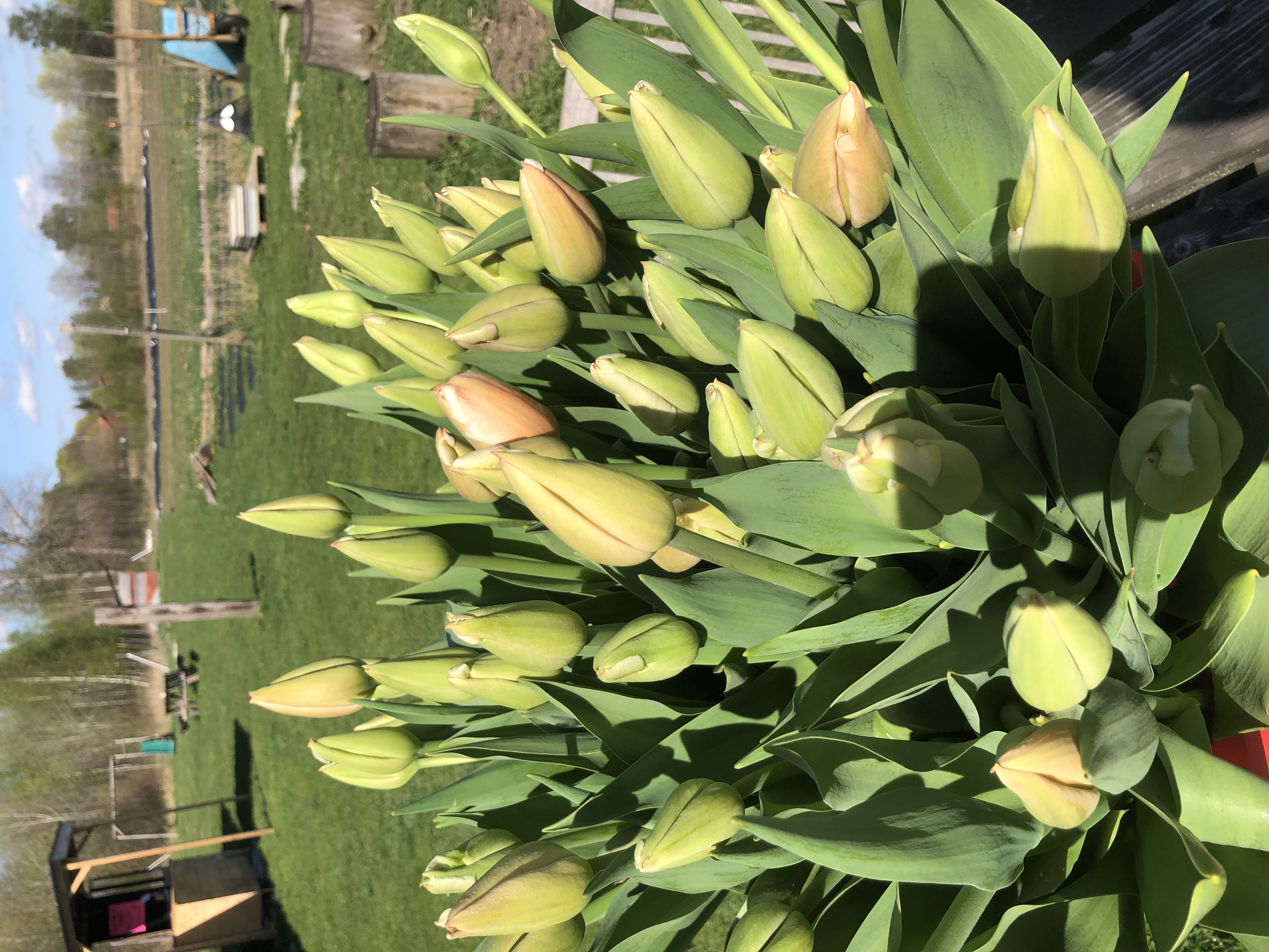 Tulpan från Åmmebergs Blommor