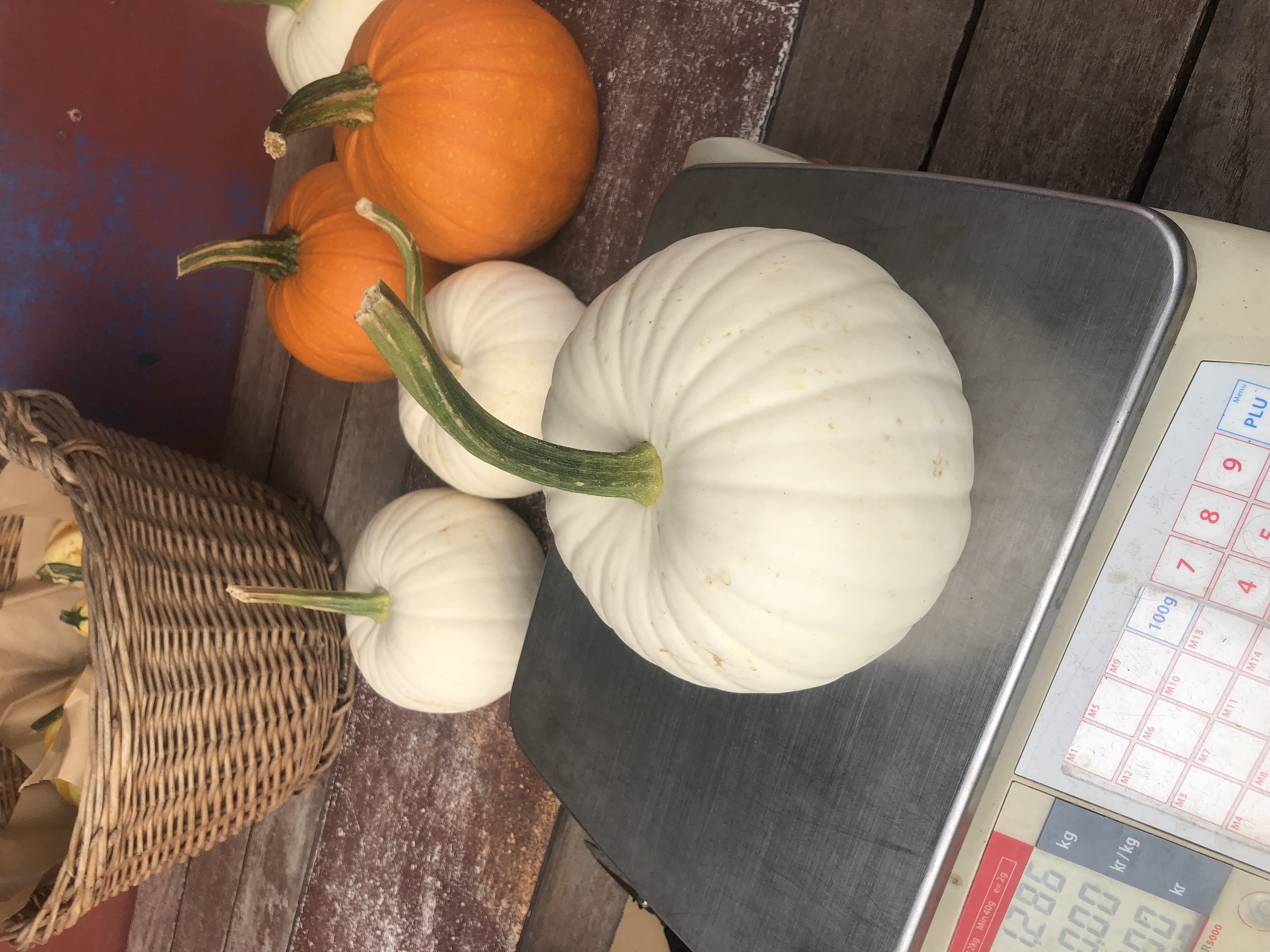 Vit pumpa från Åmmebergs Blommor