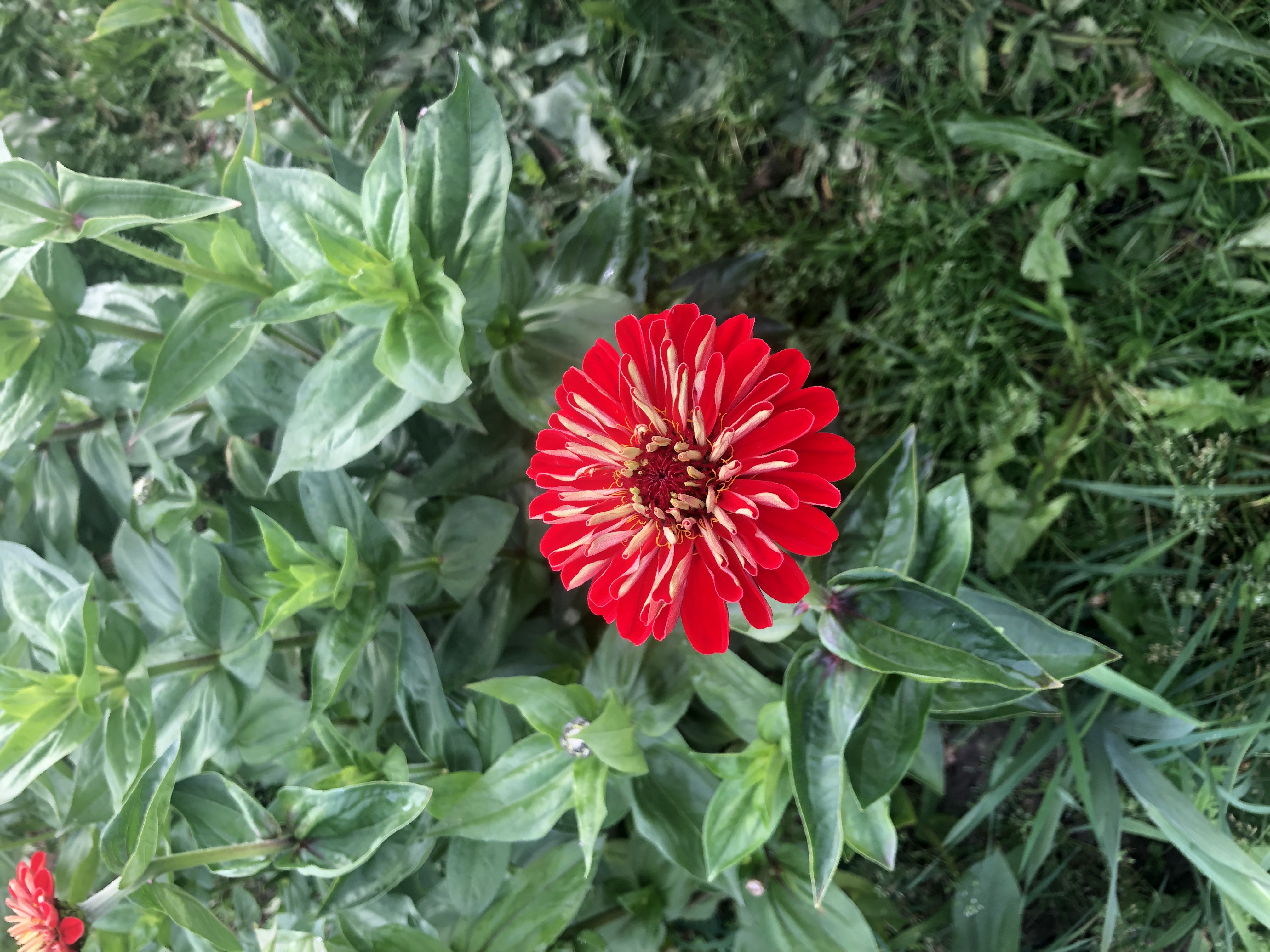 Zinnia från Åmmebergs Blommor
